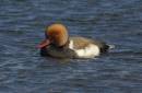 DSC2815_filtered_Red_Crested_Pochard.jpg