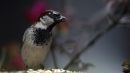 DSC3188-MaleSparrow_S.jpg