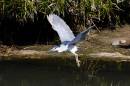 DSC5204adjcrpweb1000sr72_2.jpg