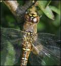 DSC6397Female_Migrant_Hawker_Head_710_x_772_.jpg