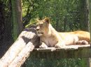 DSCF6357_lion_1.jpg
