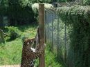 DSCF6388_tiger_3.jpg