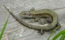 DSCN2847-Common_Lizard_cropped_photo.jpg