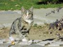 DSCN4636a.jpg