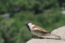 DSCN9838a.jpg
