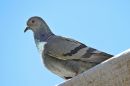 DSCN9858b.jpg