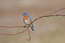 DSC_0007_blue_bird_2.jpg