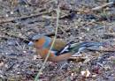 DSC_0013smallcopy.jpg