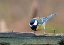 DSC_0014smallcopy.jpg