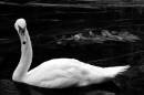 DSC_0032_swan_b_w_adobed_Medium_.jpg