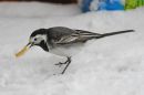 DSC_0047M.jpg