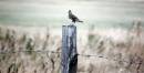 DSC_0061_skylark_4_adobed_Medium_.jpg