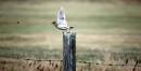 DSC_0064_skylark_5_adobed_Medium_.jpg