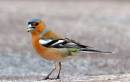 DSC_0102Gg.JPG