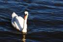 DSC_0103_swan_in_water_adobed_2_Medium_.jpg