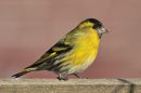 DSC_0166M.jpg