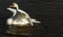 DSC_0192_swan_5_adobed-1_Medium_.jpg