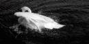 DSC_0203_swan_14_adobed_b_w_Medium_.jpg
