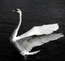 DSC_0217_swan_19_adobed_Medium_.jpg