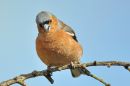 DSC_0387M.jpg