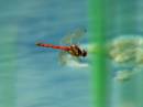 DSC_1786_Common_Darter_m.jpg
