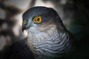 DSC_2157MLR.jpg