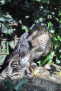 DSC_2187M2.jpg