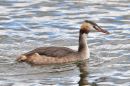 DSC_2377M.jpg