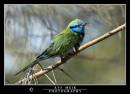 DSC_2482_copy.jpg