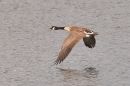 DSC_2529M.jpg