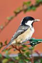 DSC_2627M.jpg