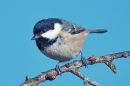 DSC_2978M.jpg