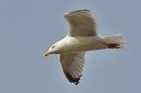 DSC_3072M.jpg