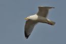 DSC_3103M.jpg