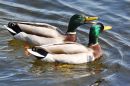 DSC_3332M.jpg