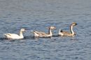 DSC_3344M.jpg