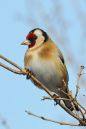 DSC_3515M.jpg
