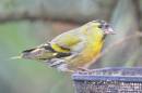 DSC_3679CS_1024_x_680_.jpg