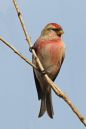 DSC_3862M.jpg