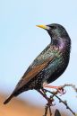 DSC_3899M.jpg
