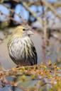 /gallery/data/501/thumbs/DSC_4072M_680_x_1024_.jpg