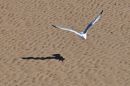 DSC_4309M.jpg