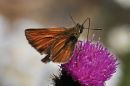 DSC_4515MNR.jpg