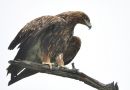 DSC_4842.JPG