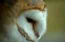 DSC_5135a.jpg