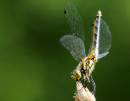 DSC_5692_1280x1003_.jpg