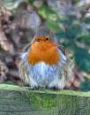 DSC_7539x.jpg