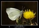 DSC_8781_copy.jpg
