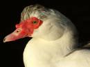 DUCK1.jpg