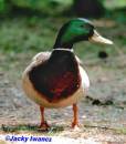 DUCK2.jpg